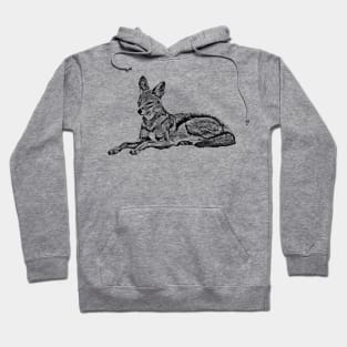 Jackal a wilddog in Kenya / Africa Hoodie